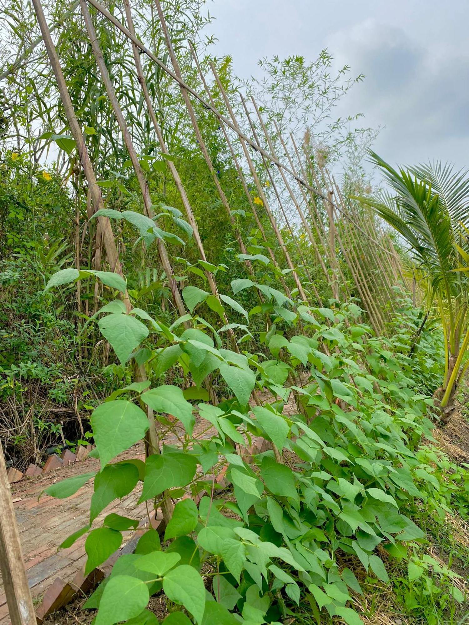 Mekong Silt Ecolodge Can Tho Bagian luar foto